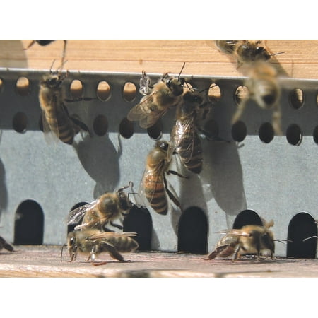 canvas print bee hive apis mellifera bee honey bee hive stretched canvas 10 x 14