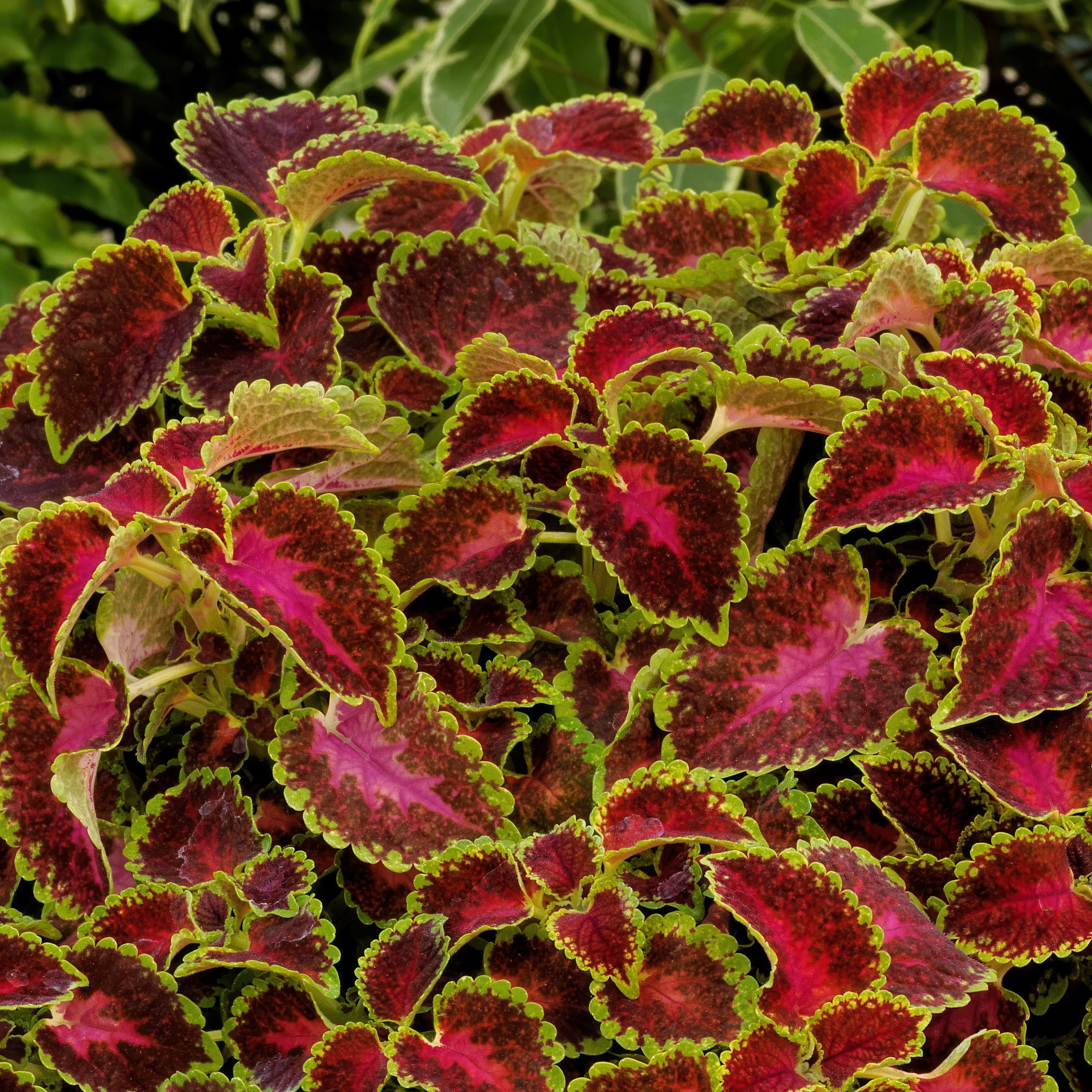 3.25 in. Coleus PartyTime Pink Berry Live Annual Plant (3-Pack)