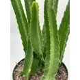 thumbnail image 5 of Stapelia gigantea, Giant Starfish Flower, Rare Huernia, Huge in 6 inch Pot, 5 of 9
