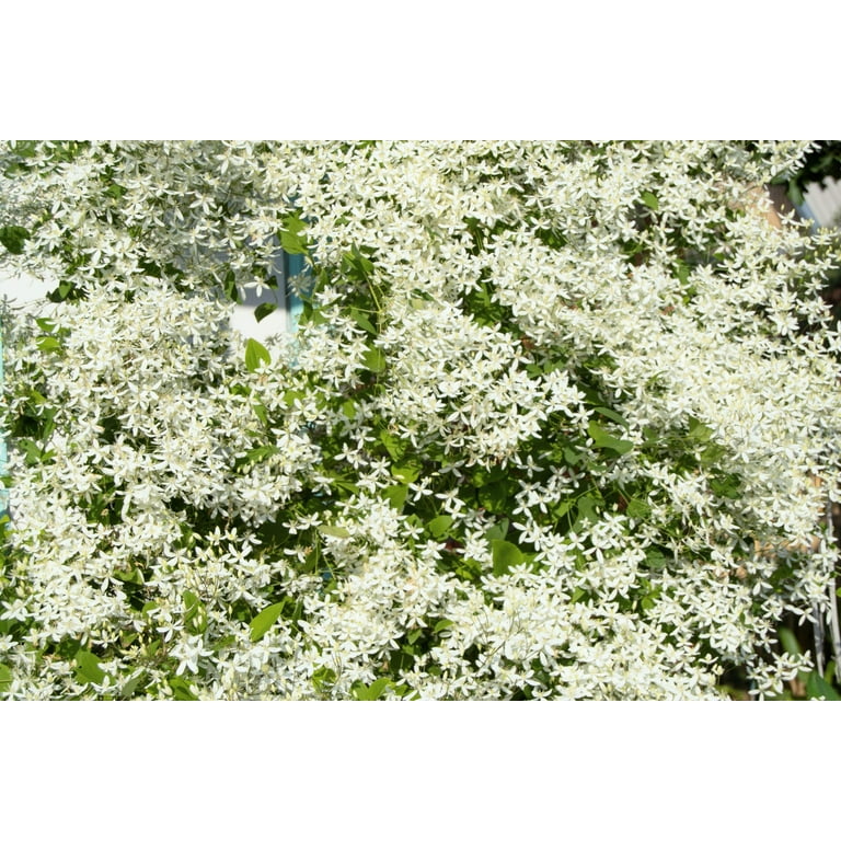 Autumn White Clematis Seeds – Fluffy Fragrant Small Blooms, 40 Seeds, Non-GMO, Easy To Grow
