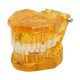 thumbnail image 1 of Modelo De Dientes Dentales, Modelo Patológico Dental Estructura Clara Modelo De Exhibición De Dientes Educativos Amarillo Transparente, 1 of 5