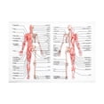 thumbnail image 1 of 1pc Human Anatomy Poster Muscular System Skeleton System Poster Wall Hanging Anatomical Chart, 1 of 7