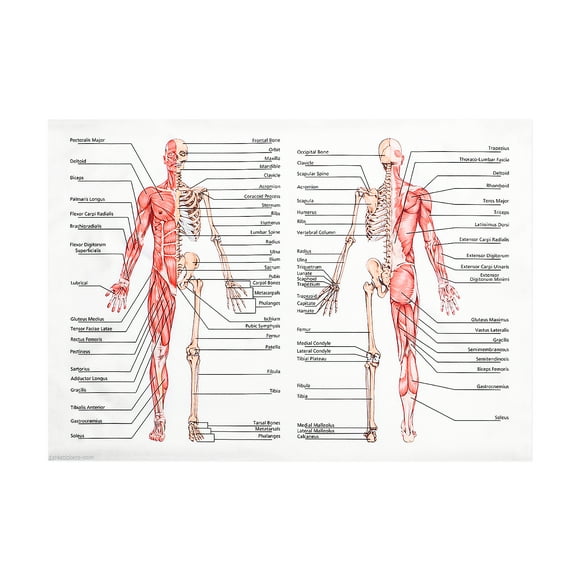 1pc Human Anatomy Poster Muscular System Skeleton System Poster Wall Hanging Anatomical Chart