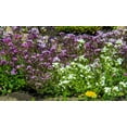 thumbnail image 6 of 500 EVENING ( night ) SCENTED STOCK Matthiola Longipetala Bicornis Flower Seeds, 6 of 9