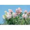 thumbnail image 2 of 1 Gallon (3.8L) Flowering Shrub Mix 6 Pack, 2 of 7