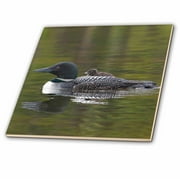 3dRose British Columbia. Common Loon bird-CN02 CSL0065 - Charles Sleicher - Ceramic Tile, 12-inch
