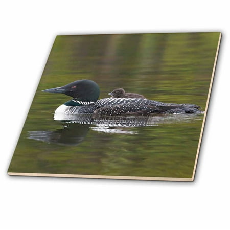 3dRose, British Columbia. Common Loon bird-CN02 CSL0065 - Charles Sleicher, 12 Inch Ceramic Tile