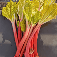 thumbnail image 4 of 5 Rhubarb Roots for Planting, Bare Root Rhubarb Crowns, Hardy Perennial Vegetable Plants for Outdoor Garden Growing, 4 of 6