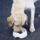 thumbnail image 3 of Cuenco de Alimentación Lenta para Perros y Gatos Sailing Melamina Antideglución Blanco, 3 of 5