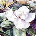 thumbnail image 1 of Carolines Treasures 8002FC Fleurs - Sous-Verres en Mousse de Magnolia - Set 4, 1 of 1