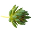 thumbnail image 3 of Planta Artificial De 3,54 Pulgadas #11 #12 Macarena Planta suculenta artificial, 3 of 8