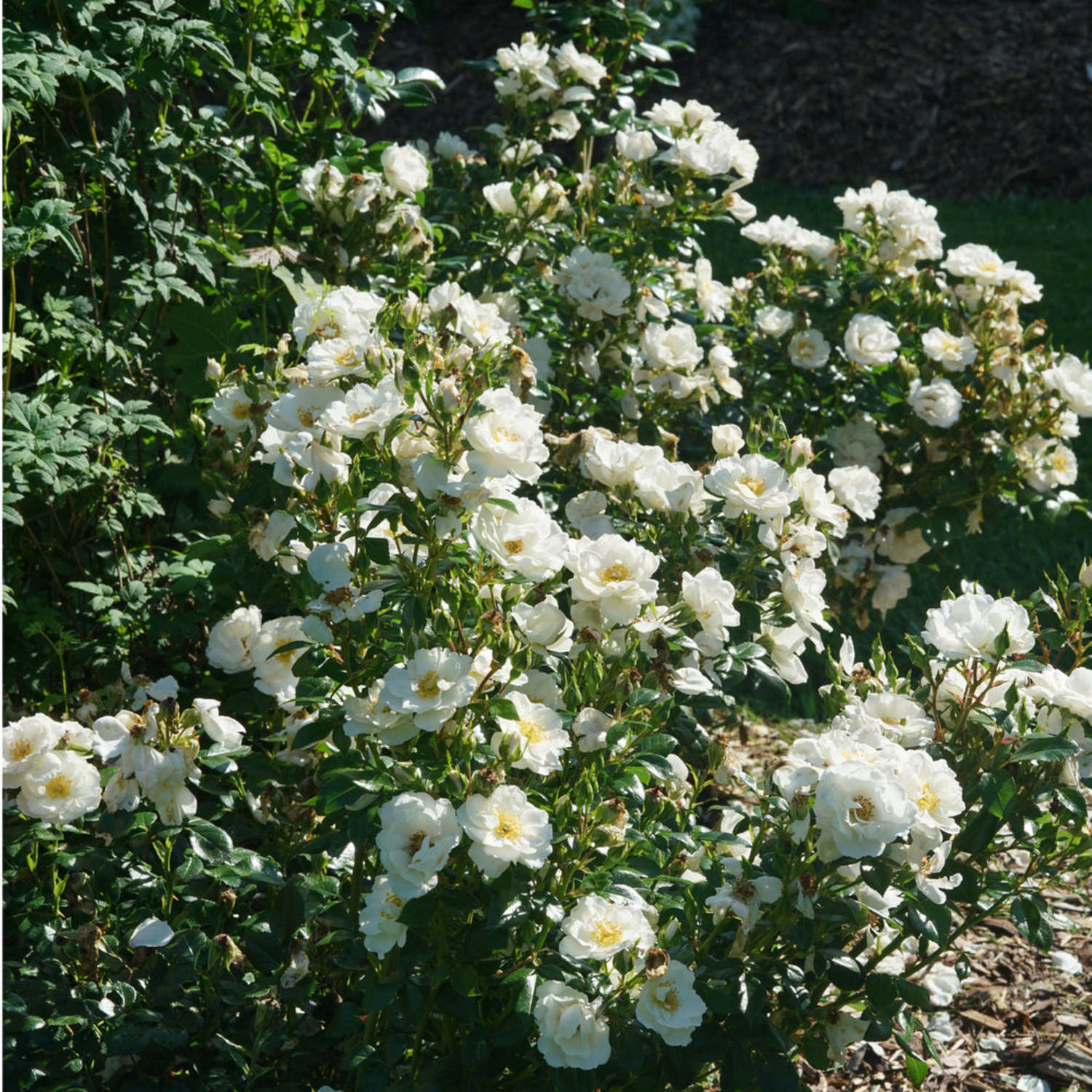 Proven Winners ColorChoice 6" White Oso Easy Ice Bay Rose Live Plant in 7.5" Pot