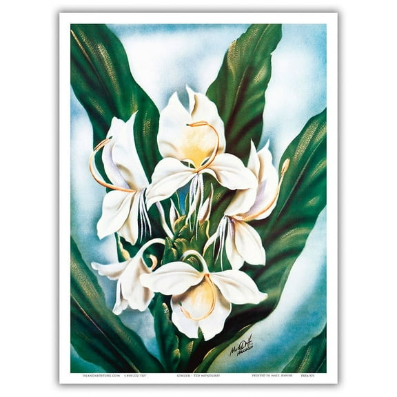 Hawaiian White Ginger (Awapuhi Ke'oke'o) - Vintage Hawaiian Airbrush Art by Ted Mundorff c.1940s - Master Art Print (Unframed) 9in x 12in