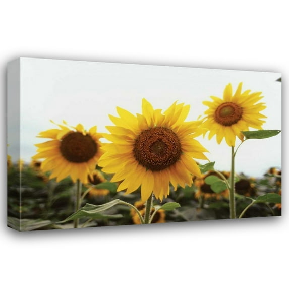 Bob Stefko 32x23 Gallery Wrapped Canvas Wall Art Titled - Sunflower Fields III