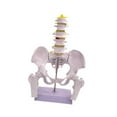 thumbnail image 2 of Yinanstore Female Pelvis Model Learning Display Medical Teaching Skeleton Medical Model Style B, 2 of 8