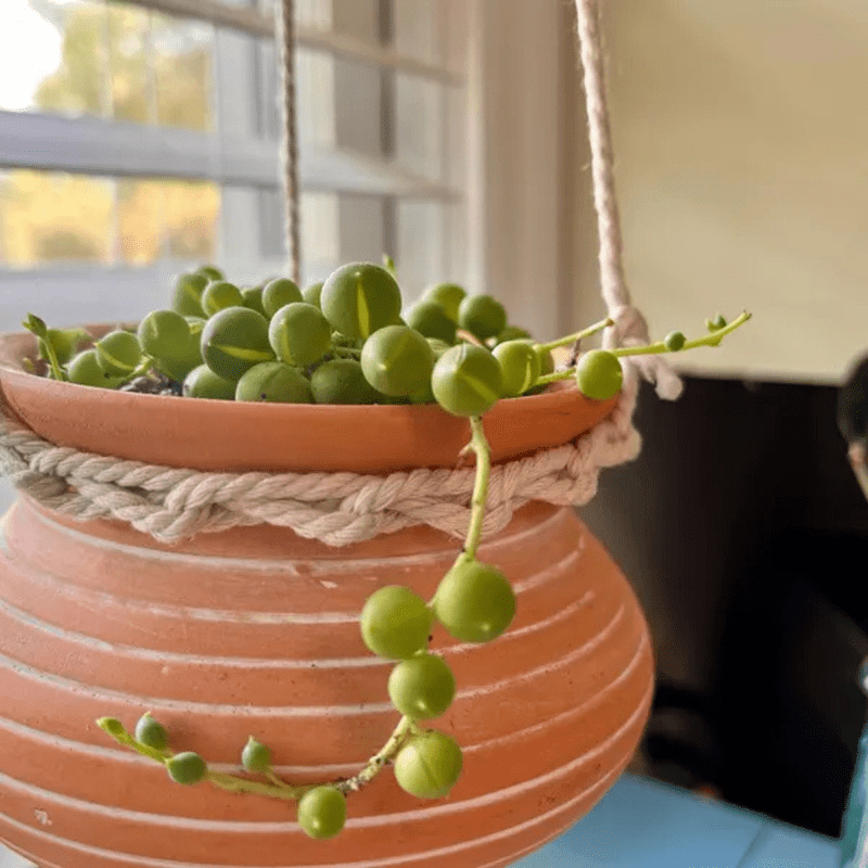 String of Pearls, Hanging Succulent, Trailing Succulent, Indoor Houseplant, Live Plant in 2" Pot