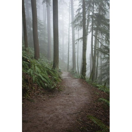 Wildwood Trail In Forest Park. Portland, Oregon Print Wall Art By Justin