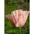 thumbnail image 3 of Seedville 100 Princess Victoria Louise Oriental Poppy Seeds, Papaver Orientale Flower, 3 of 5