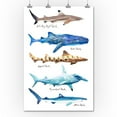 thumbnail image 2 of Shark Names, Watercolor (36x54 Giclee Gallery Art Print, Vivid Textured Wall Decor), 2 of 3