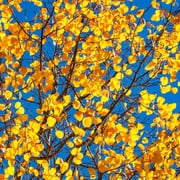 Brighter Blooms - Quaking Aspen Tree, 6-7 ft. - No Shipping to AK, AZ, HI