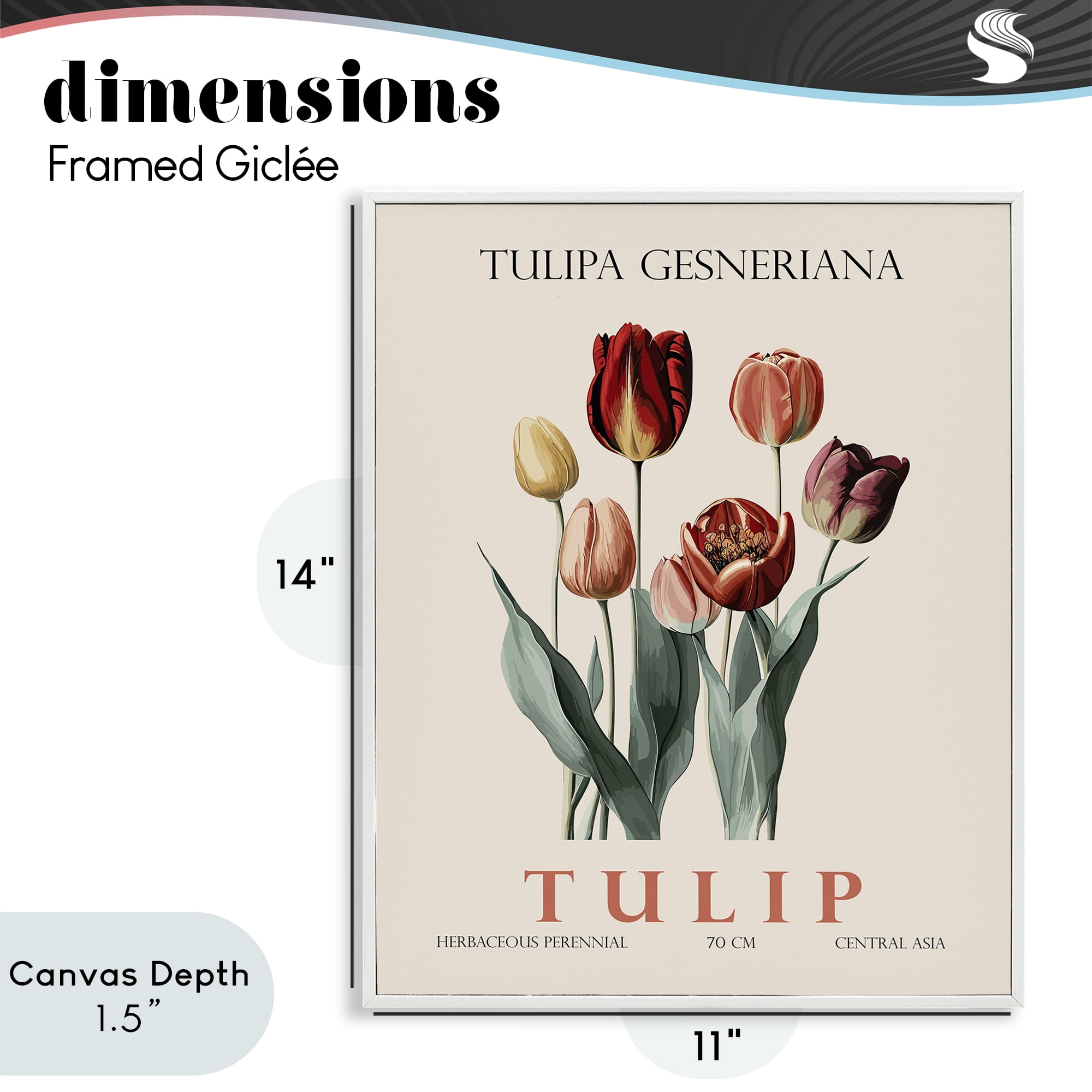 Stupell Industries Natural Tulip Bundle White Framed Giclee Art, design by Christopher Giampietro
