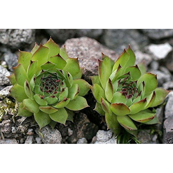 100 Sempervivum Tectorum Seeds Aka Hens and Chicks (100 Seeds) Rhs Award .