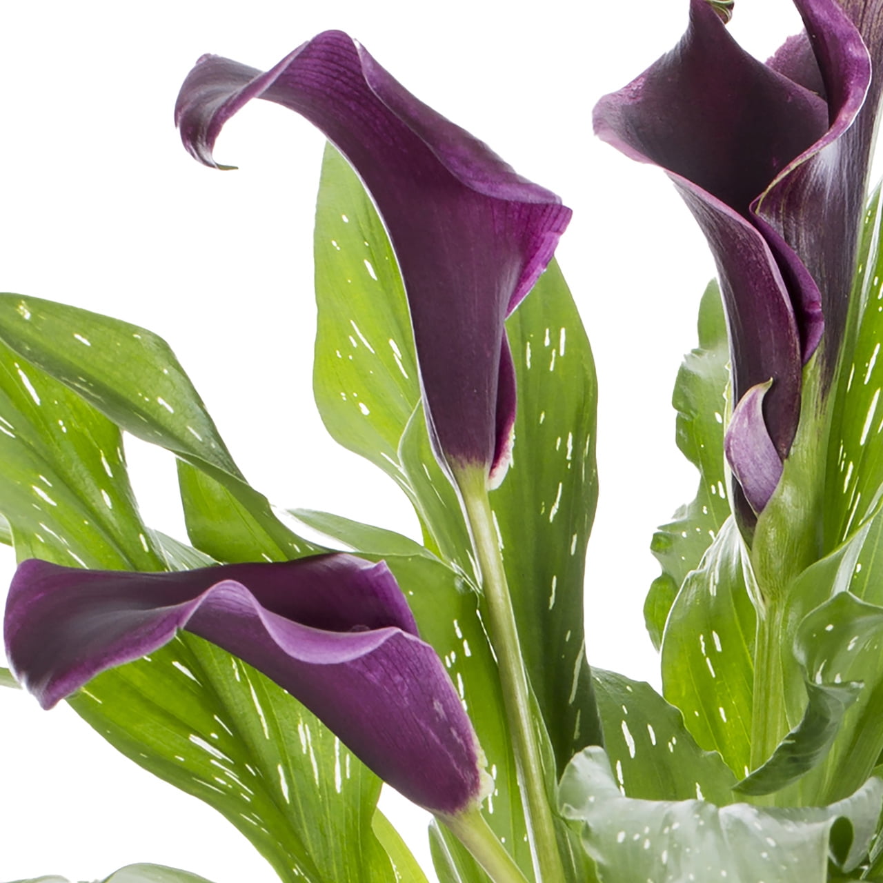 Expert Gardener 1QT Purple Calla Lily Perennial Live Plants (5 Pack) with Grower Pots