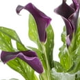 thumbnail image 2 of Expert Gardener 1QT Purple Calla Lily Perennial Live Plants (5 Pack) with Grower Pots, 2 of 3