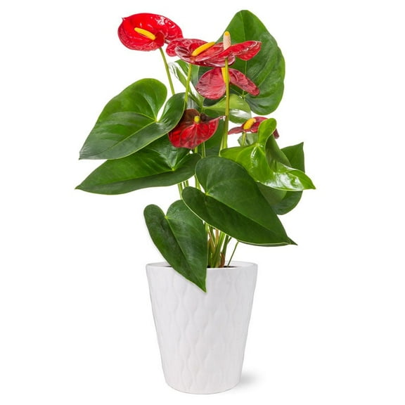 From You Flowers - Anthurium Plant for Birthday, Anniversary, Get Well, Congratulations, Thank You, All Occasions