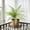 🔥 green_Hot#3044, variant on Artificial Green Plant Wall Panel for Indoor Outdoor Decor, Plastic Greenery, No Maintenance Faux Green Wall for Home, Office, Store Display