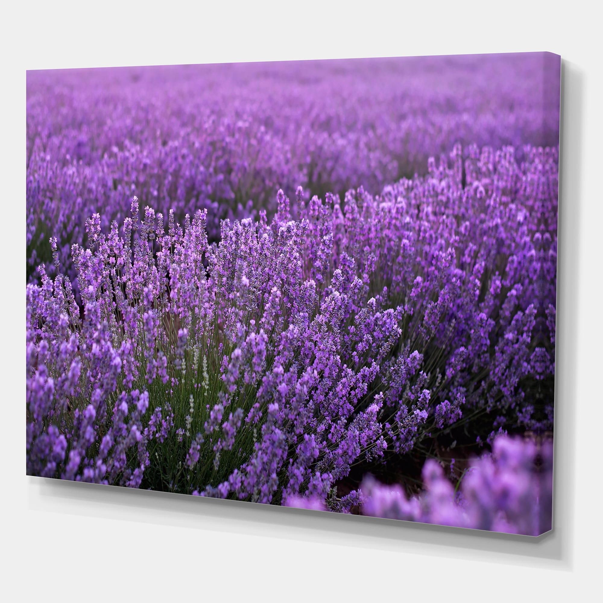 Designart ' Blooming Purple Lavender Meadow ' Farmhouse Canvas Wall Art Print