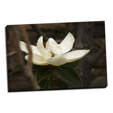 Gango Home Decor Contemporary Lone Magnolia by Karyn Millet (Ready to Hang); One 24x16in Hand-Stretched Canvas
