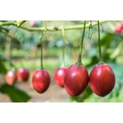 10 *Seeds TAMARILLO / TREE TOMATO Cyphomandra Betacea Solanum Fruit Tree Seeds