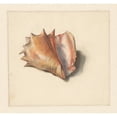 thumbnail image 3 of Albertus Steenbergen 16x15 Black Modern Framed Museum Art Print Titled - Study of a Shell (1824 - 1900), 3 of 5