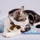 thumbnail image 3 of Almohadilla de hielo para gatos, almohadilla de enfriamiento automático, almohadilla de enfriamiento de verano, 3 of 5
