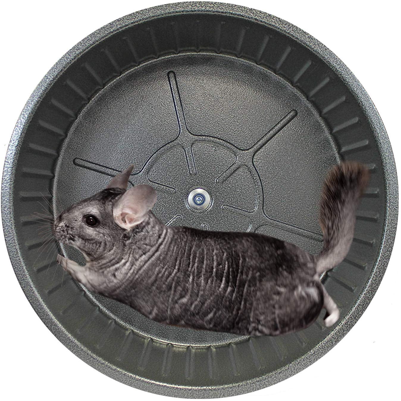 degu exercise wheel