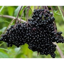 (2) Fresh Black Bearing Elderberry Cuttings, Sambucus Fruit to Enjoy in Years to Come, Fresh Cuttings