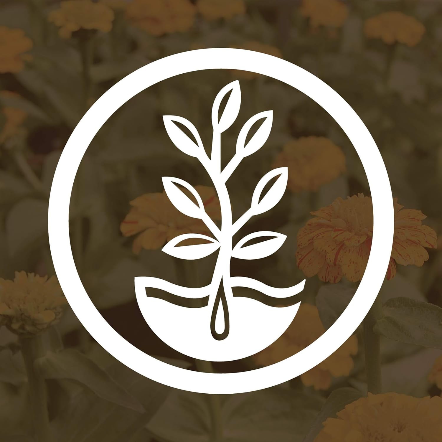 Garden Cover Crop Mix Seeds - 5 Lbs - Blend of All Purpose Gardening Cover Crop Seeds: Hairy Vetch, Daikon Radish, Forage Collards, Triticale, More