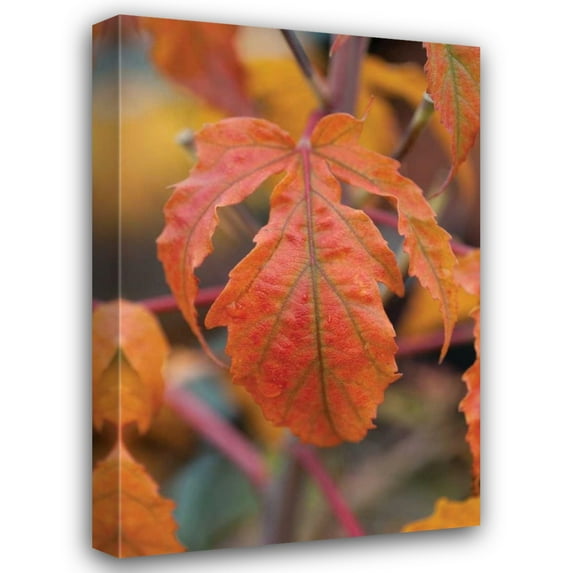 Erin Berzel 17x24 Gallery Wrapped Canvas Wall Art Titled - Orange Leaves I