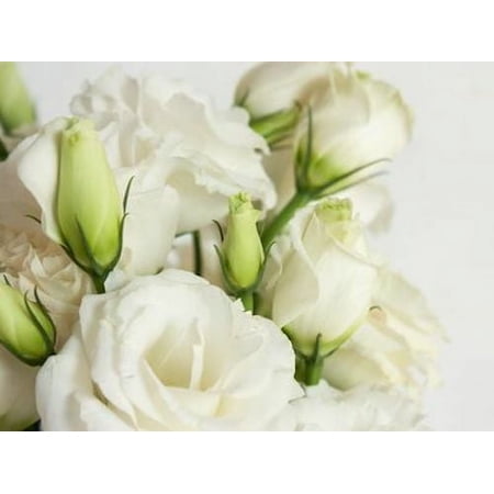 15+ LISIANTHUS WHITE, 100% DOUBLE FLOWER, DEER & RABBIT RESISTANT, FLOWER SEEDS