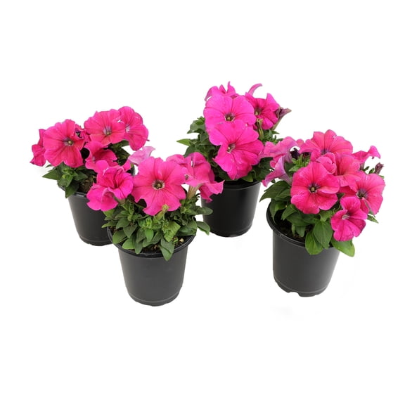 Altman Plants Pink Petunia Flowers Live Plants in 4" Pots (4 Count) Part Sun