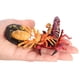 thumbnail image 1 of Simulación de Escorpión Rojo Hugo Juego de crecimiento de insectos para niños, 1 of 9