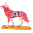thumbnail image 3 of Anatomical Dog Model Acupuncture Anatomy Acupuncture Point Model of the Dog Body with 72 Acupunctur, 3 of 5