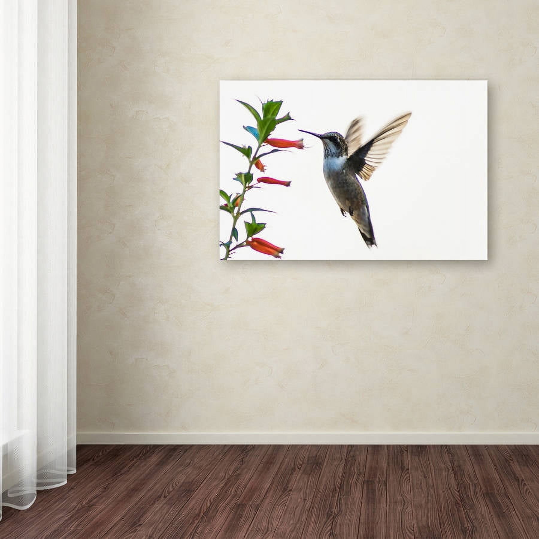 Trademark Fine Art "Frozen in Flight" Canvas Art by Kurt Shaffer