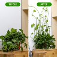 thumbnail image 2 of Agradable y práctico Abrazadera de ratán de pared invisible Abrazadera de planta Abrazadera de pared de escalada Abrazadera de pared Montaje de vides Soporte de gancho adhesivo de pared Suministros d TUNC Sencillez, 2 of 5