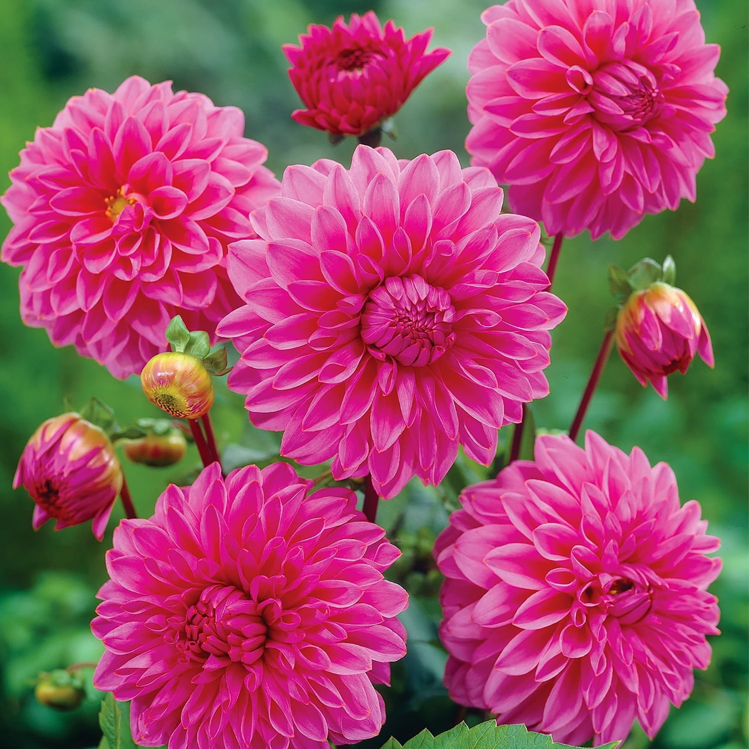 Expert Gardener Dahlia Lucky Number Plant Bulbs, Pink, Set of 2, Full Sun