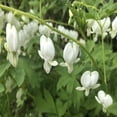 thumbnail image 4 of White Bleeding Hearts Flower - 2 Bare Roots - Attracts Butterflies, Bees & Hummingbirds-Spring Garden Perennial, 4 of 6