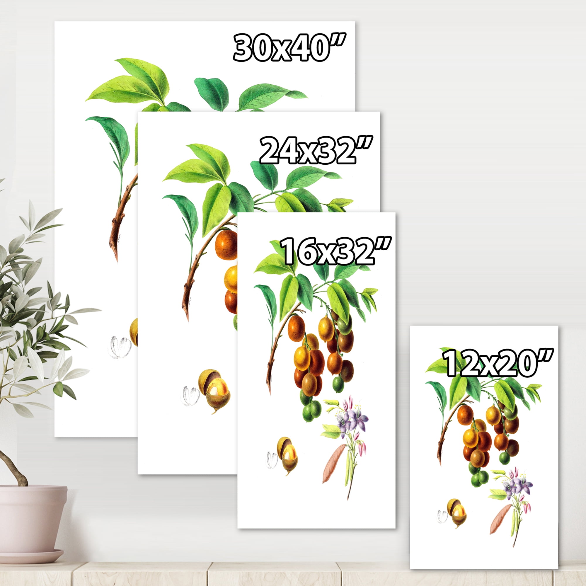 Ancient Fruits III 12 in x 8 in Painting Canvas Art Print, by Designart