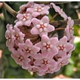 thumbnail image 3 of Hindu Indian Rope Plant - Hoya - Exotic/Easy - 4" Pot, 3 of 4