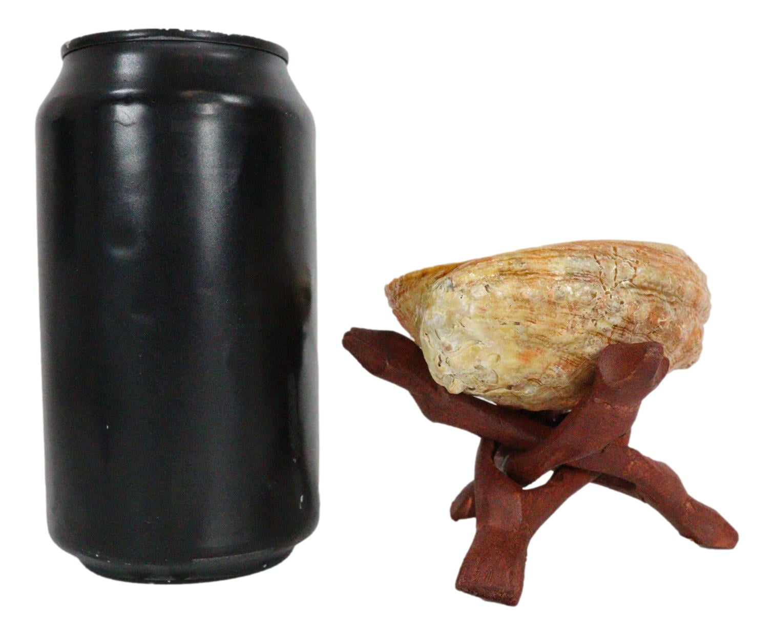 Marine Natural Abalone Shell On Accent Wood Tripod Stand Jewelry Incense Holder